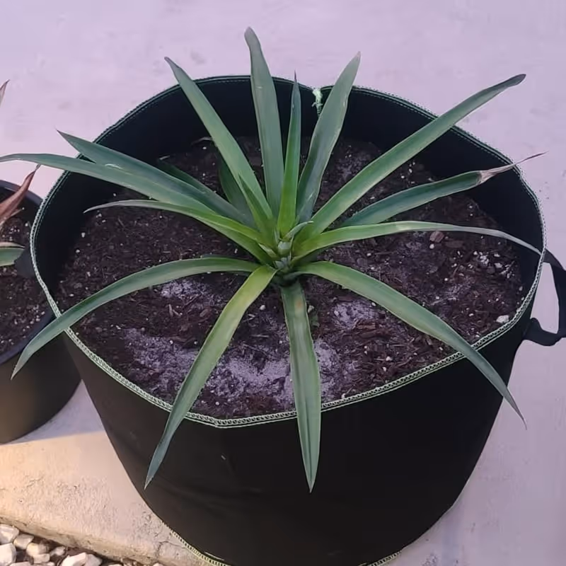 Customer pepper plant review